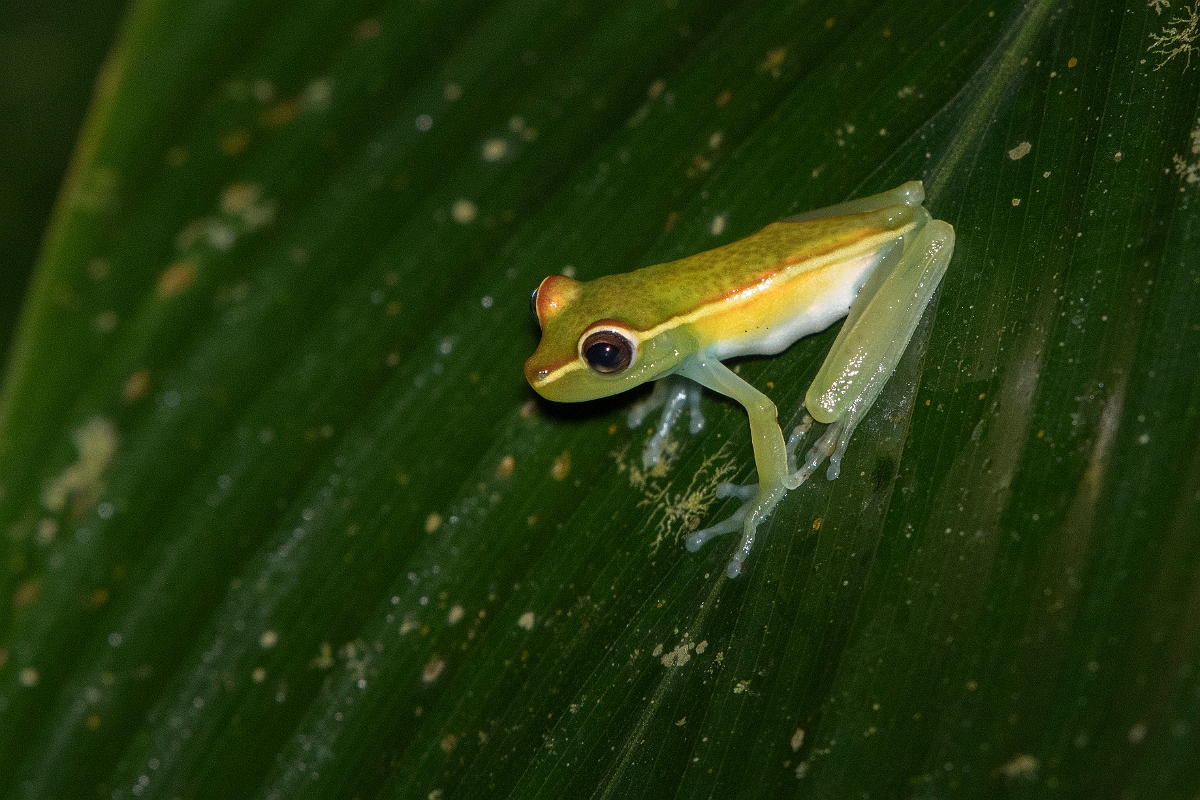 DPPhotography - Costa rica - Hysiboas rufitela - B.jpg - Red-webbed tree frog, Hypsiboas rufitela - Tortuguero, Costa Rica