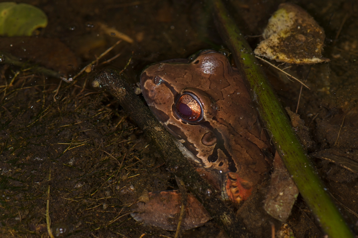 DPPhotography - Costa rica - Leptodactylus savagei - A.jpg - Savage's thin-toed frog, Leptodactylus savagei - La Qunita de Sarapiqui, Costa Rica