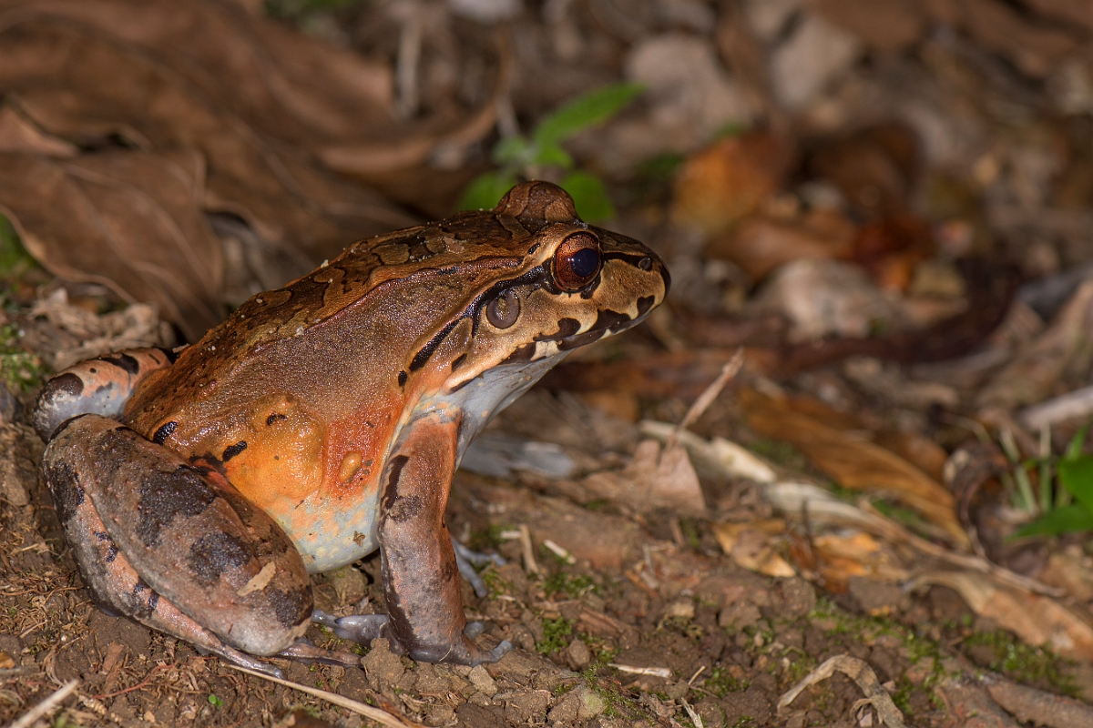 DPPhotography - Costa rica - Leptodactylus savagei - B.jpg - Savage's thin-toed frog, Leptodactylus savagei - La Qunita de Sarapiqui, Costa Rica