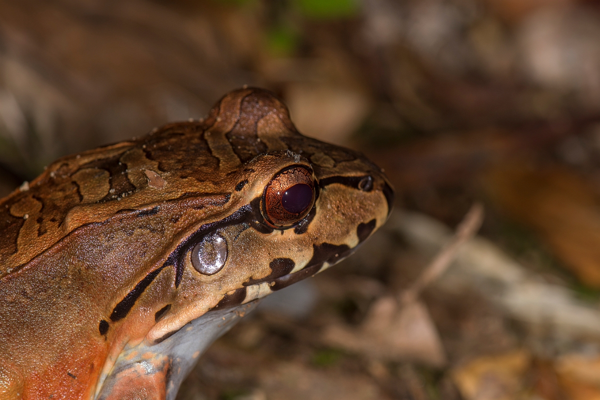 DPPhotography - Costa rica - Leptodactylus savagei - C.jpg - Savage's thin-toed frog, Leptodactylus savagei - La Qunita de Sarapiqui, Costa Rica