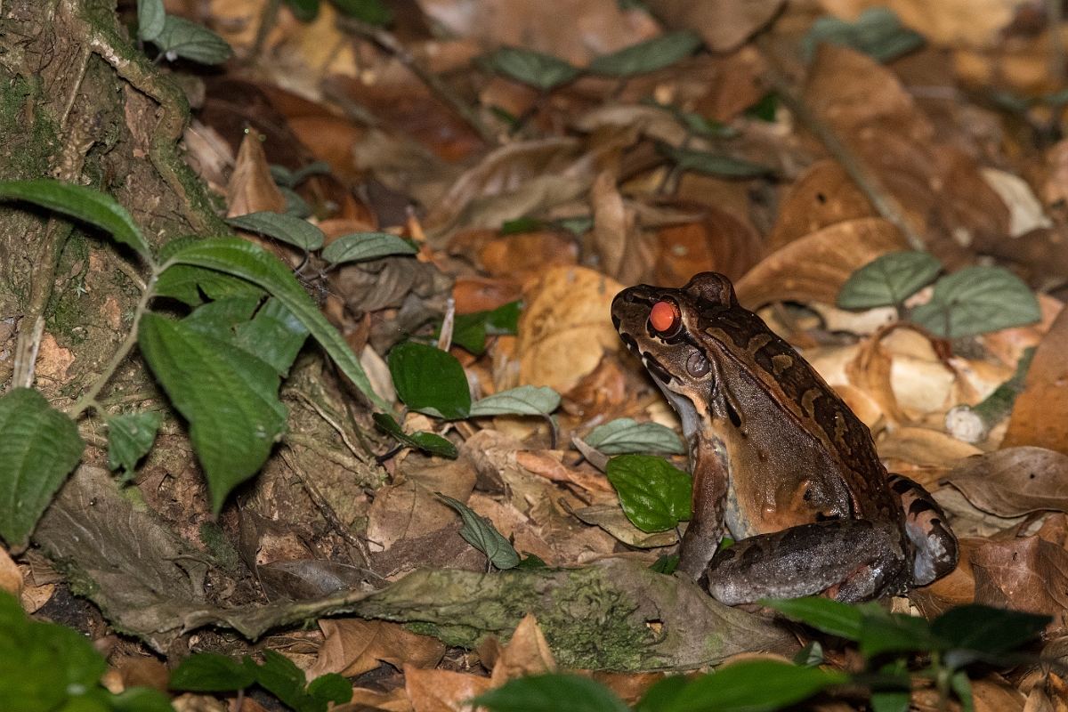DPPhotography - Costa rica - Leptodactylus savagei - D.jpg - Savage's thin-toed frog, Leptodactylus savagei - La Qunita de Sarapiqui, Costa Rica