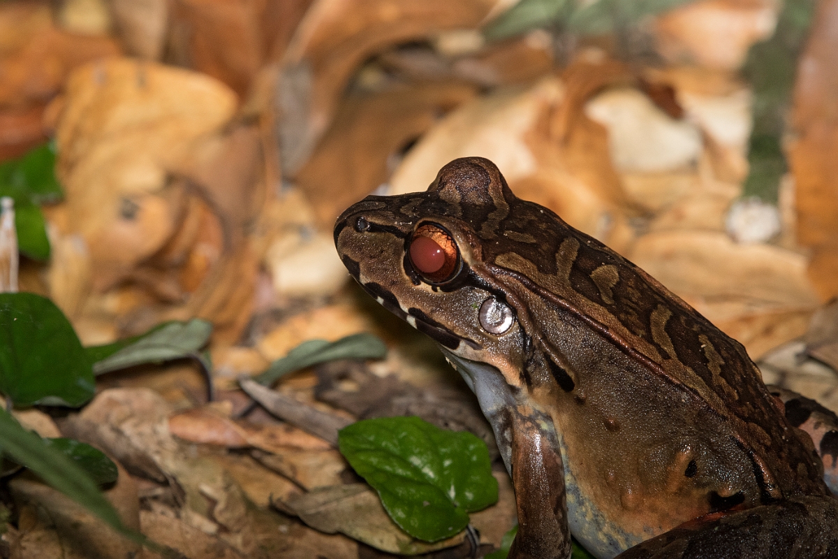 DPPhotography - Costa rica - Leptodactylus savagei - E.jpg - Savage's thin-toed frog, Leptodactylus savagei - La Qunita de Sarapiqui, Costa Rica