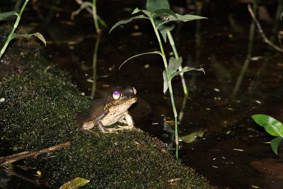 DPPhotography - Costa rica - Lithobates vaillanti - A.jpg - Rainforest frog, Lithobates vaillanti - La Qunita de Sarapiqui, Costa Rica