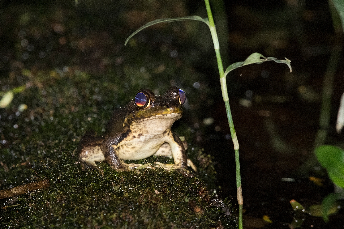DPPhotography - Costa rica - Lithobates vaillanti - B.jpg - Rainforest frog, Lithobates vaillanti - La Qunita de Sarapiqui, Costa Rica