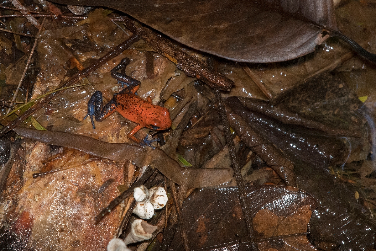 DPPhotography - Costa rica - Oophaga pumilio - A.jpg - Strawberry dart frog,  Oophaga pumilio - Tortuguero, Costa Rica