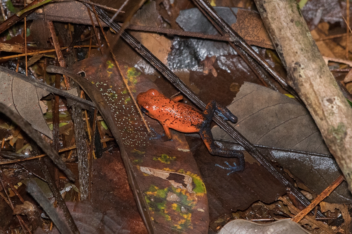 DPPhotography - Costa rica - Oophaga pumilio - B.jpg - Strawberry dart frog,  Oophaga pumilio - Tortuguero, Costa Rica
