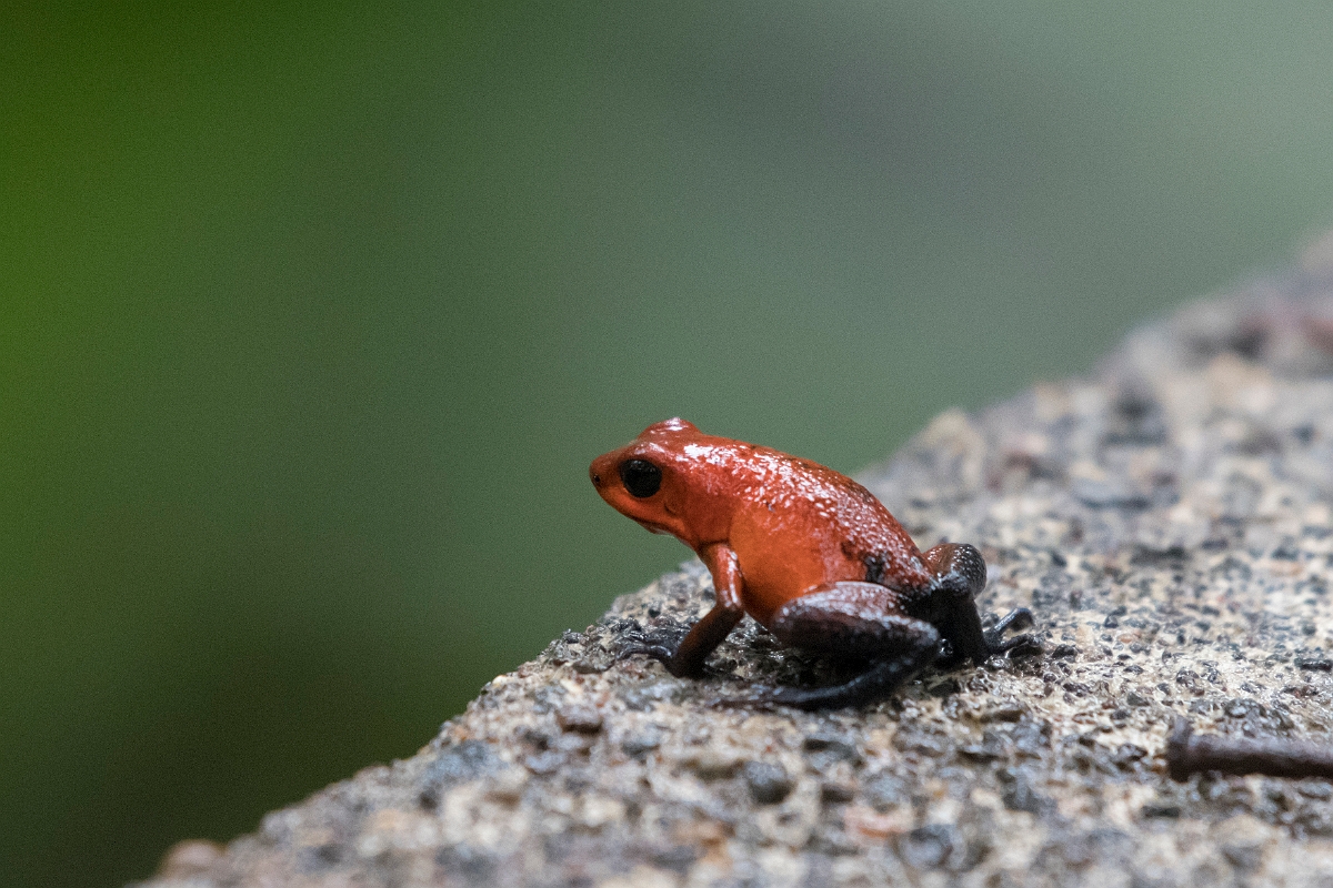 DPPhotography - Costa rica - Oophaga pumilio - C.jpg - Strawberry dart frog,  Oophaga pumilio - Tortuguero, Costa Rica
