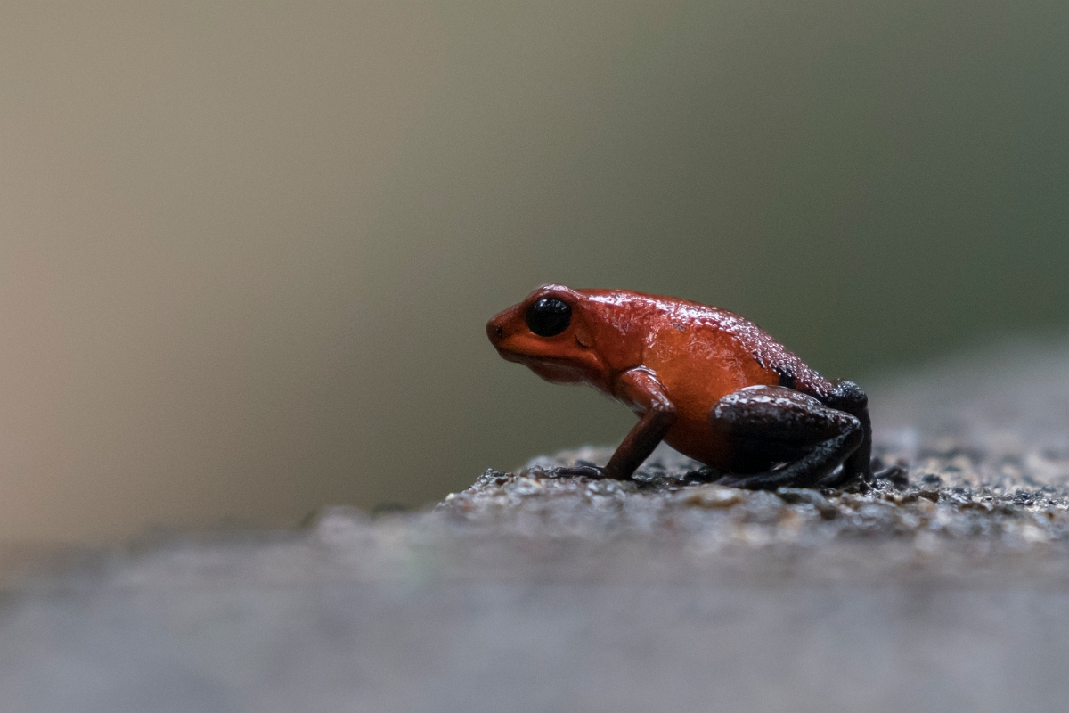 DPPhotography - Costa rica - Oophaga pumilio - D.jpg - Strawberry dart frog,  Oophaga pumilio - Tortuguero, Costa Rica