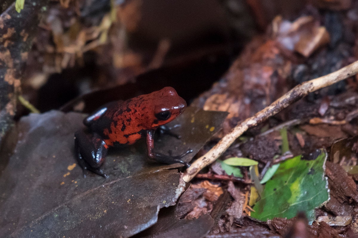 DPPhotography - Costa rica - Oophaga pumilio - E.jpg - Strawberry dart frog,  Oophaga pumilio - Tortuguero, Costa Rica
