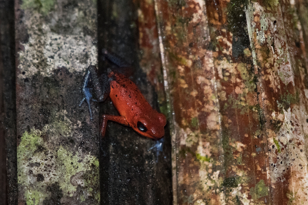 DPPhotography - Costa rica - Oophaga pumilio - F.jpg - Strawberry dart frog,  Oophaga pumilio - Tortuguero, Costa Rica