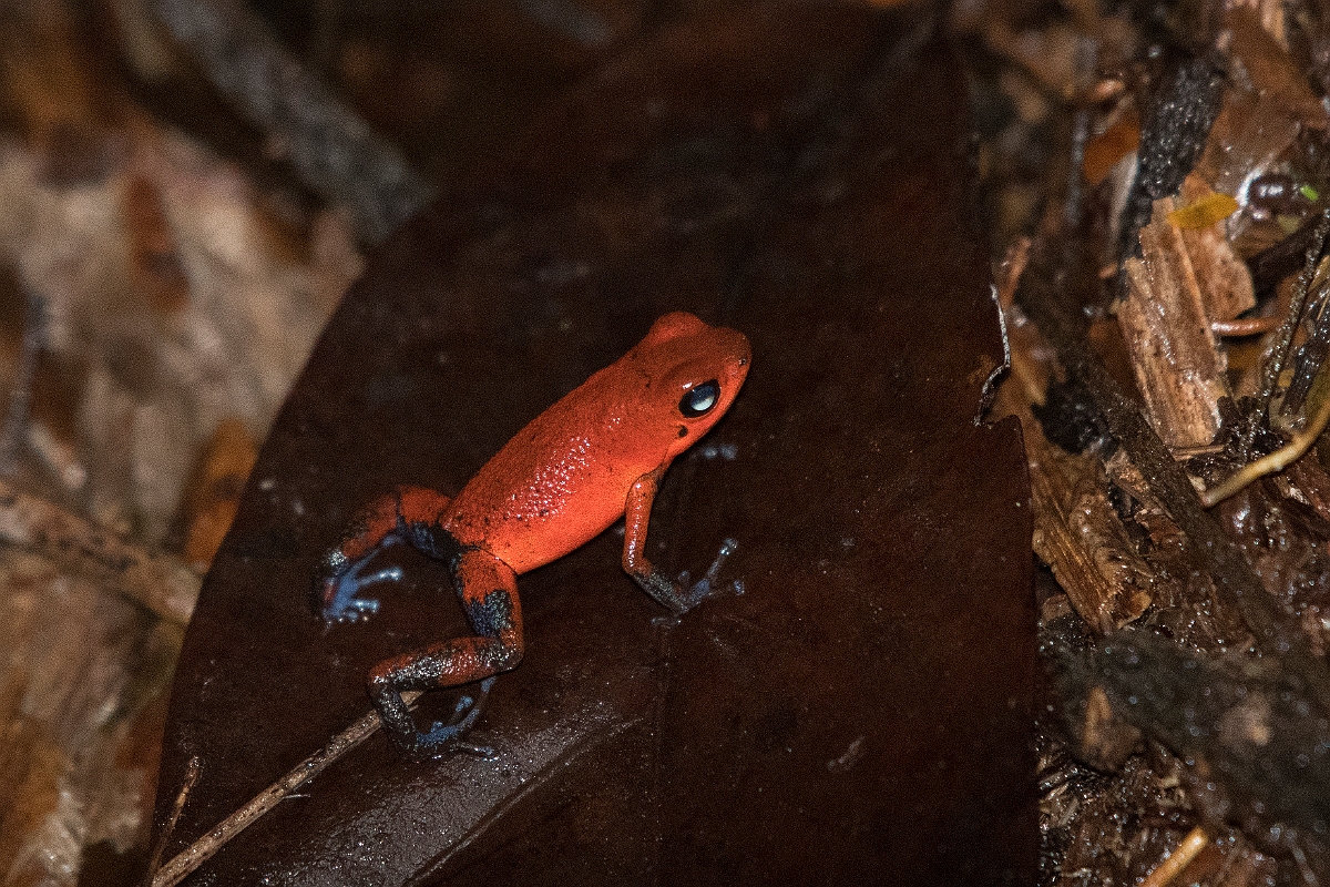 DPPhotography - Costa rica - Oophaga pumilio - G.jpg - Strawberry dart frog,  Oophaga pumilio - Tortuguero, Costa Rica