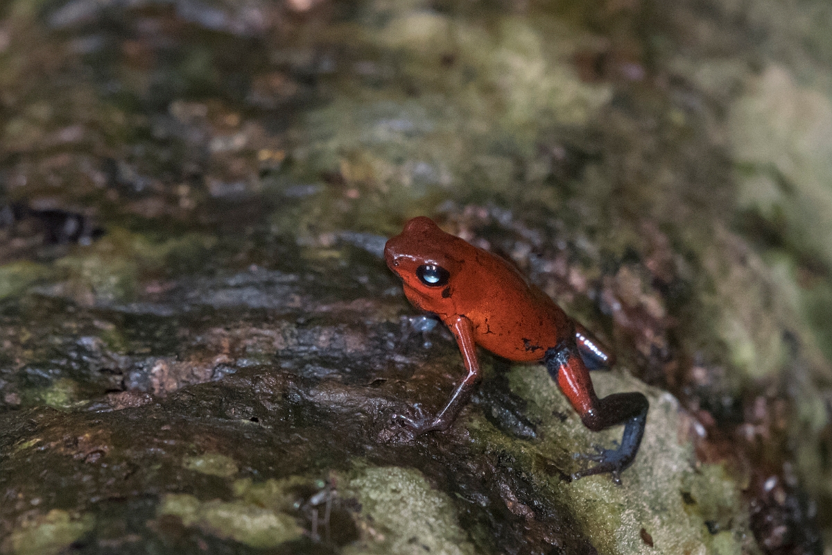 DPPhotography - Costa rica - Oophaga pumilio - H.jpg - Strawberry dart frog,  Oophaga pumilio - Tortuguero, Costa Rica