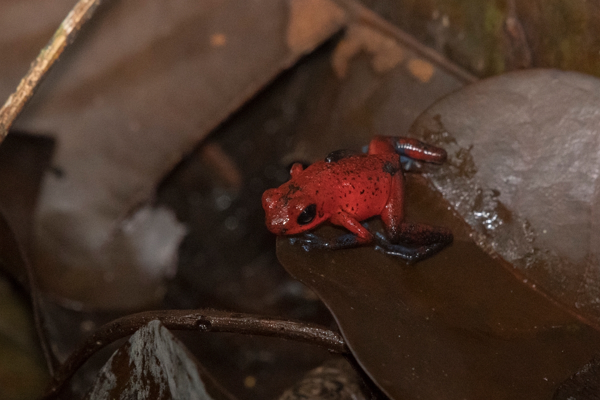 DPPhotography - Costa rica - Oophaga pumilio - I.jpg - Strawberry dart frog,  Oophaga pumilio - Tortuguero, Costa Rica