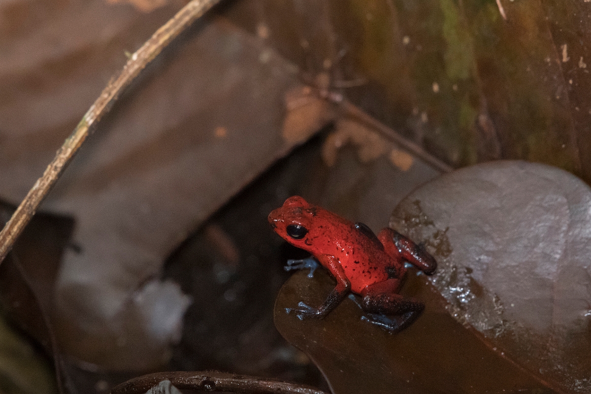 DPPhotography - Costa rica - Oophaga pumilio - J.jpg - Strawberry dart frog,  Oophaga pumilio - Tortuguero, Costa Rica