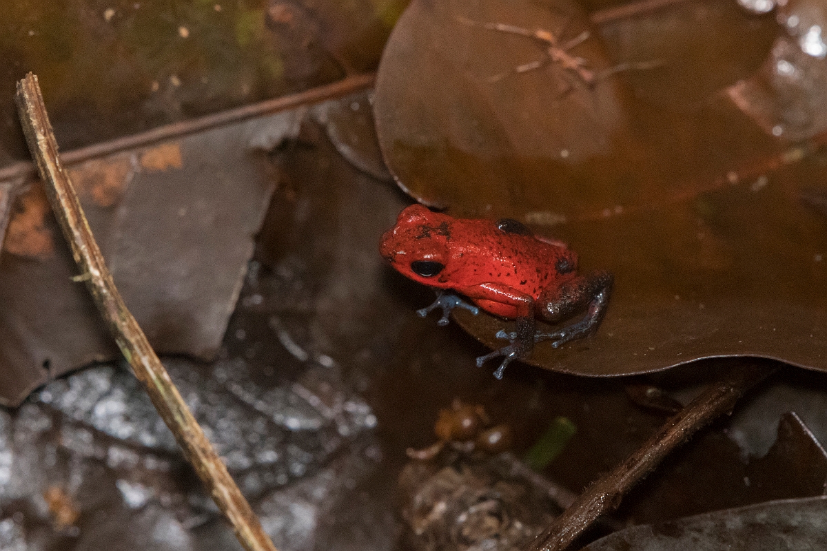 DPPhotography - Costa rica - Oophaga pumilio - K.jpg - Strawberry dart frog,  Oophaga pumilio - Tortuguero, Costa Rica