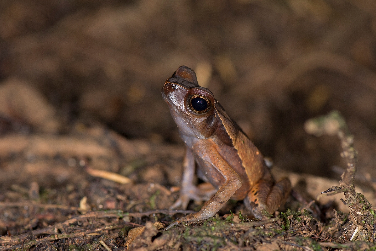 DPPhotography - Costa rica - Rhaebo haematiticus - A.jpg - Litter toad,  Rhaebo haematiticus - La Qunita de Sarapiqui, Costa Rica