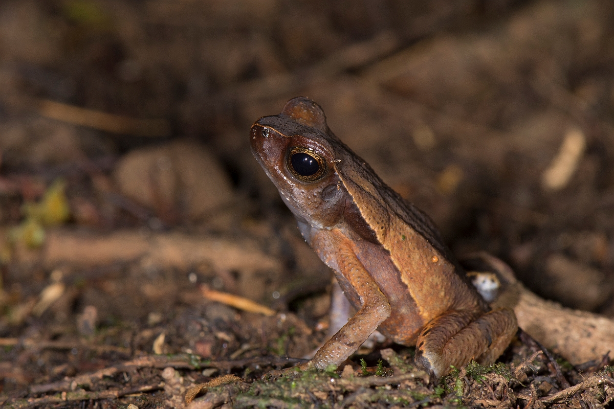 DPPhotography - Costa rica - Rhaebo haematiticus - B.jpg - Litter toad,  Rhaebo haematiticus - La Qunita de Sarapiqui, Costa Rica