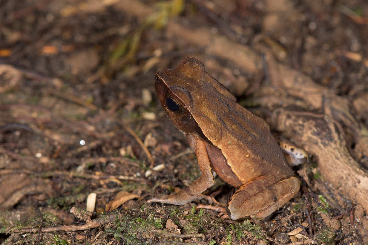 DPPhotography - Costa rica - Rhaebo haematiticus - C.jpg - Litter toad,  Rhaebo haematiticus - La Qunita de Sarapiqui, Costa Rica