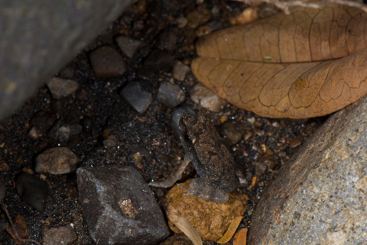 DPPhotography - Costa rica - Rhaebo haematiticus - D.jpg - Litter toad,  Rhaebo haematiticus - La Qunita de Sarapiqui, Costa Rica