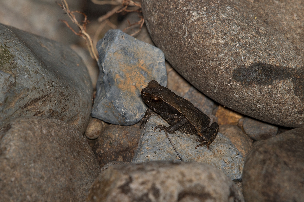 DPPhotography - Costa rica - Rhaebo haematiticus - E.jpg - Litter toad,  Rhaebo haematiticus - La Qunita de Sarapiqui, Costa Rica
