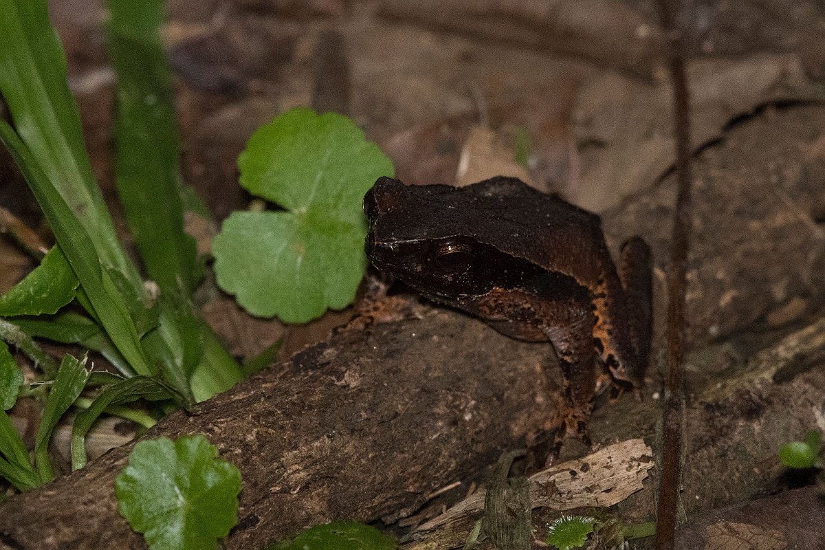 DPPhotography - Costa rica - Rhaebo haematiticus - F.jpg - Litter toad,  Rhaebo haematiticus - La Qunita de Sarapiqui, Costa Rica