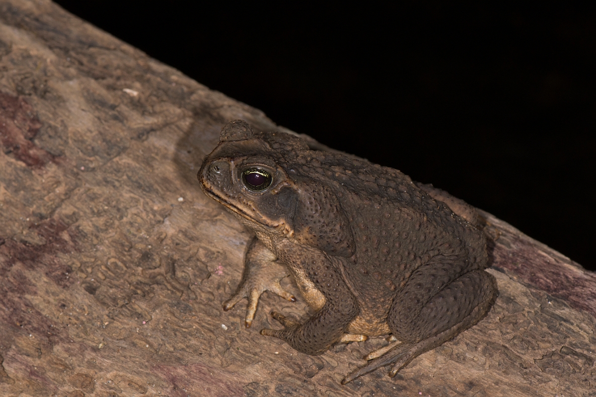 DPPhotography - Costa rica - Rhinella marina - A.jpg - Marine toad, Rhinella marina - La Qunita de Sarapiqui, Costa Rica