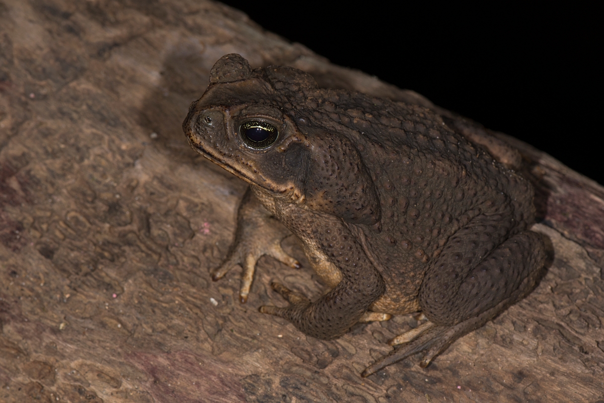 DPPhotography - Costa rica - Rhinella marina - B.jpg - Marine toad, Rhinella marina - La Qunita de Sarapiqui, Costa Rica
