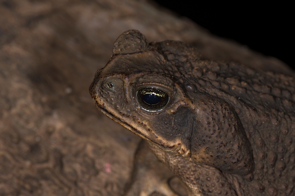 DPPhotography - Costa rica - Rhinella marina - C.jpg - Marine toad, Rhinella marina - La Qunita de Sarapiqui, Costa Rica