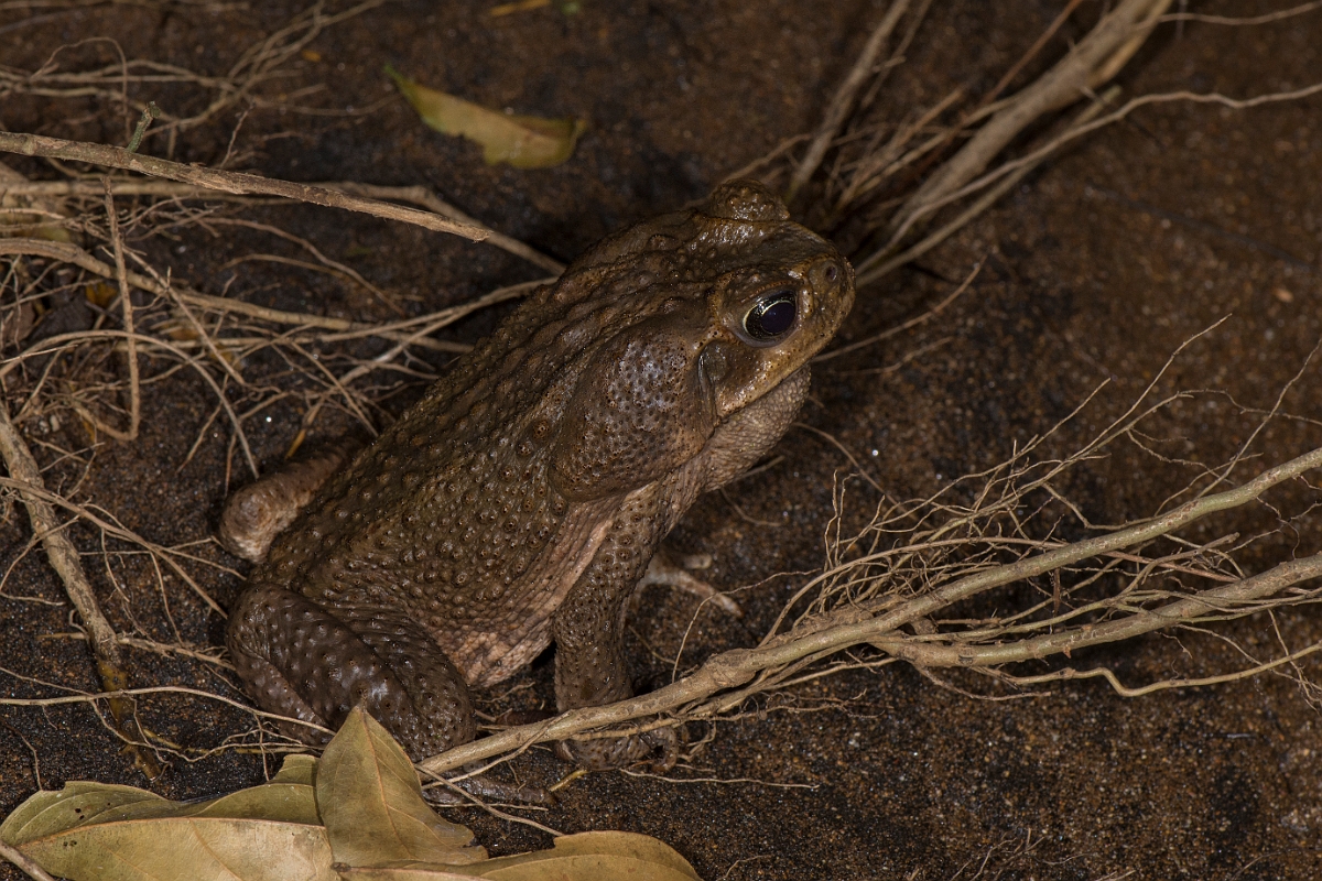 DPPhotography - Costa rica - Rhinella marina - D.jpg - Marine toad, Rhinella marina - La Qunita de Sarapiqui, Costa Rica