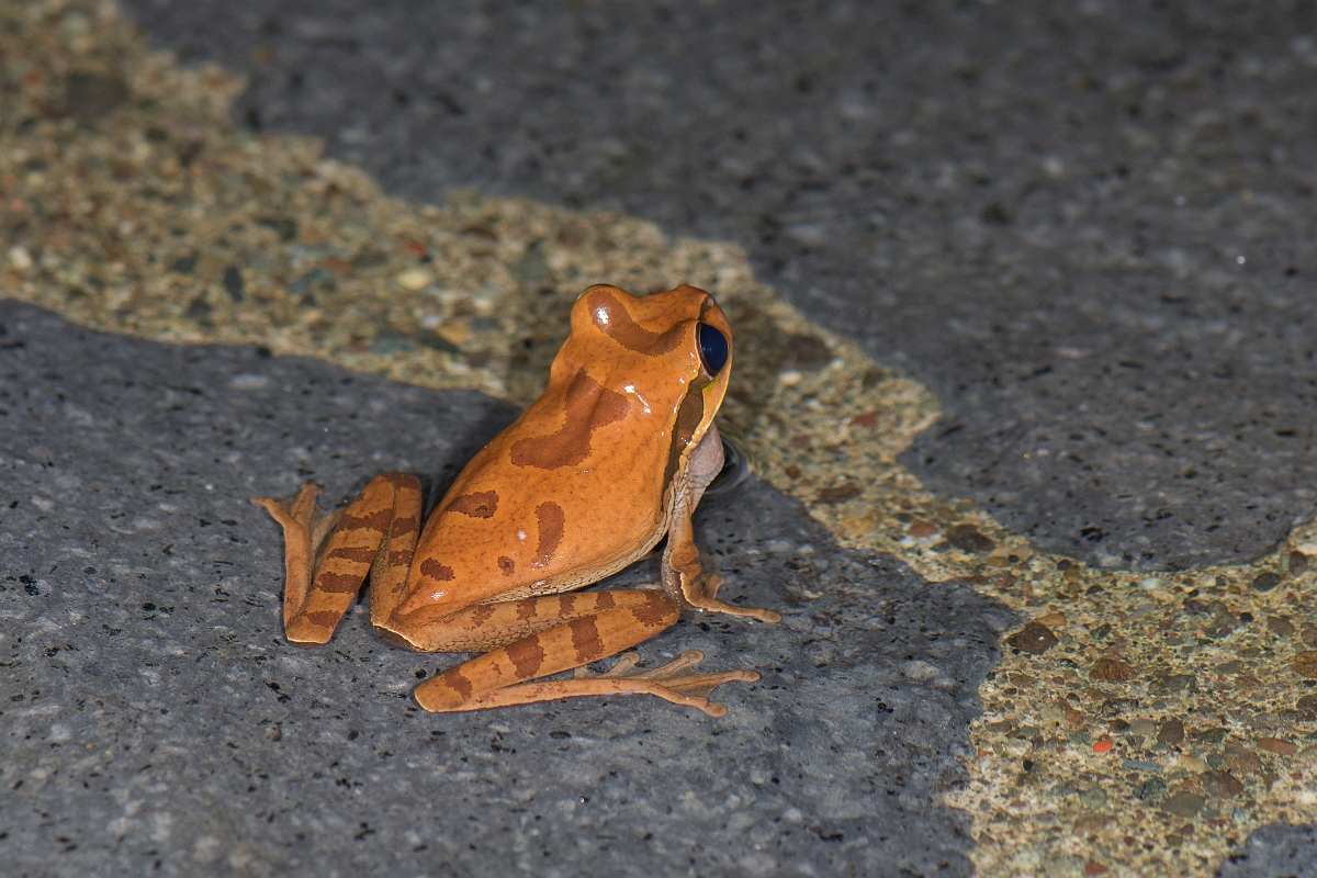 DPPhotography - Costa rica - Smilisca phaeota - A.jpg - Masked tree frog, Smilisca phaeota - El Remanso, Costa Rica