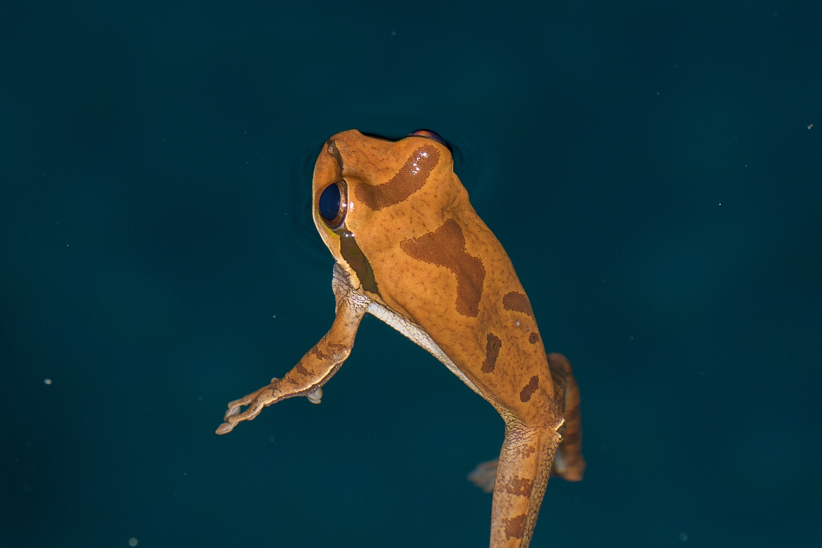 DPPhotography - Costa rica - Smilisca phaeota - B.jpg - Masked tree frog, Smilisca phaeota - El Remanso, Costa Rica