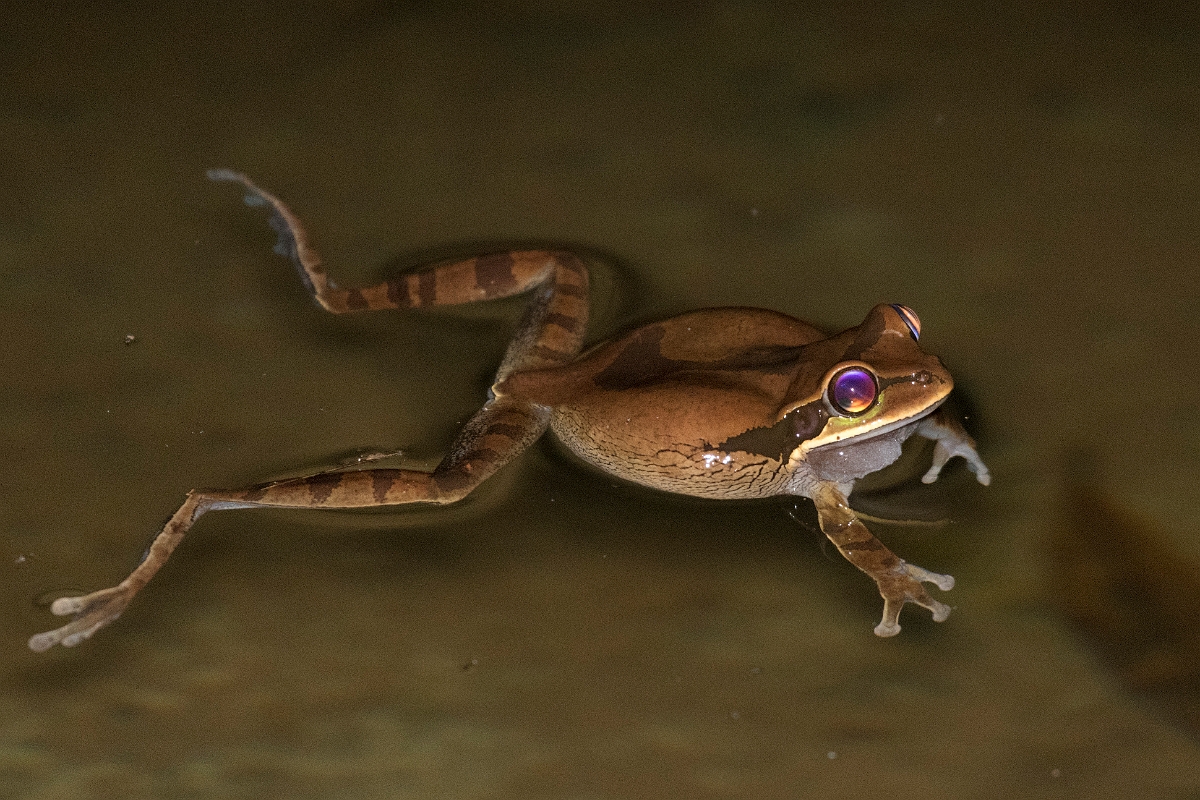 DPPhotography - Costa rica - Smilisca phaeota - C.jpg - Masked tree frog, Smilisca phaeota - El Remanso, Costa Rica
