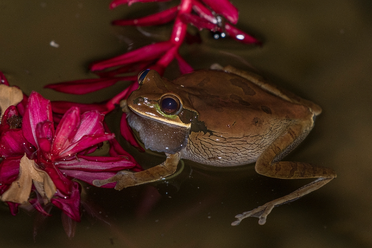 DPPhotography - Costa rica - Smilisca phaeota - D.jpg - Masked tree frog, Smilisca phaeota - El Remanso, Costa Rica