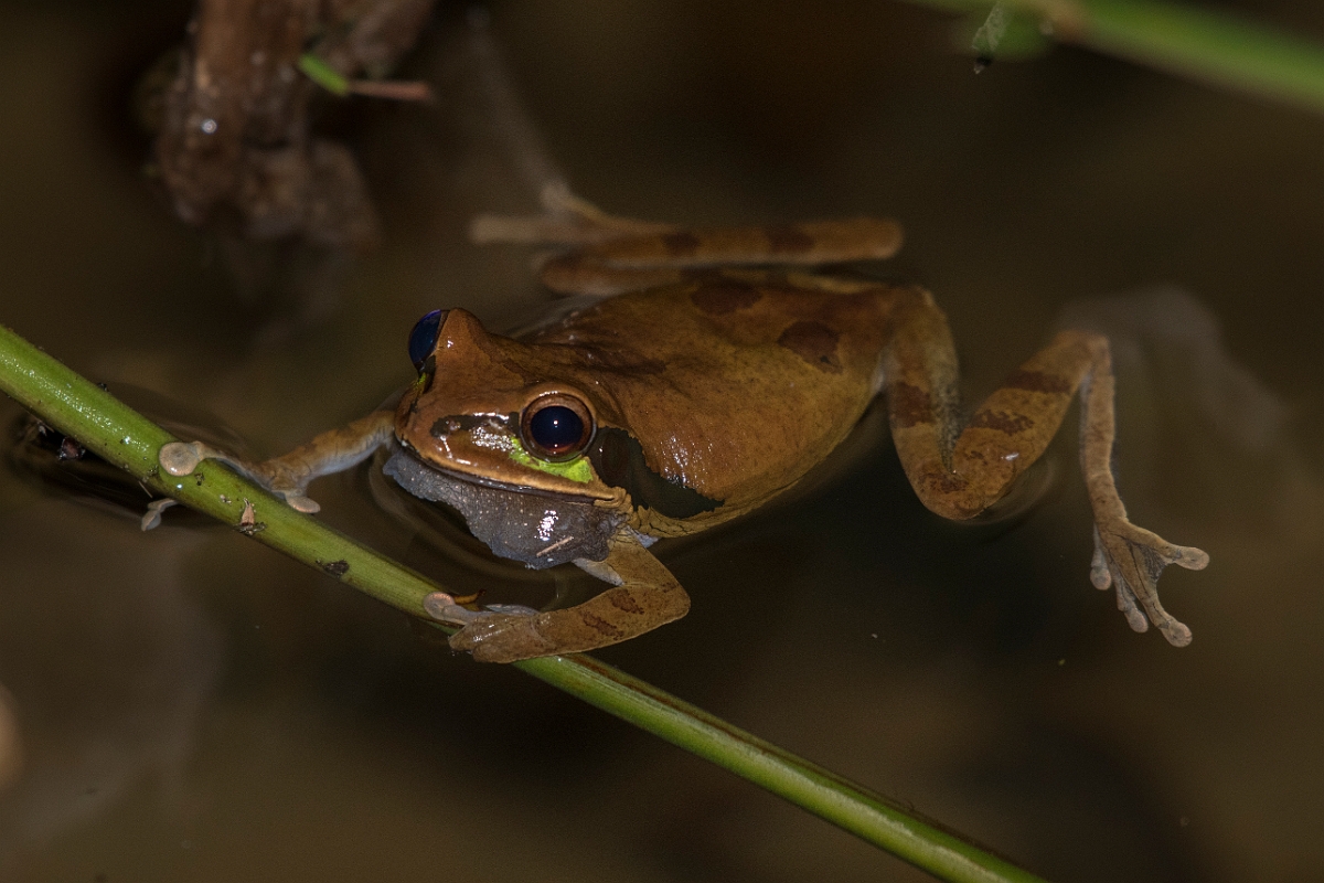 DPPhotography - Costa rica - Smilisca phaeota - E.jpg - Masked tree frog, Smilisca phaeota - El Remanso, Costa Rica