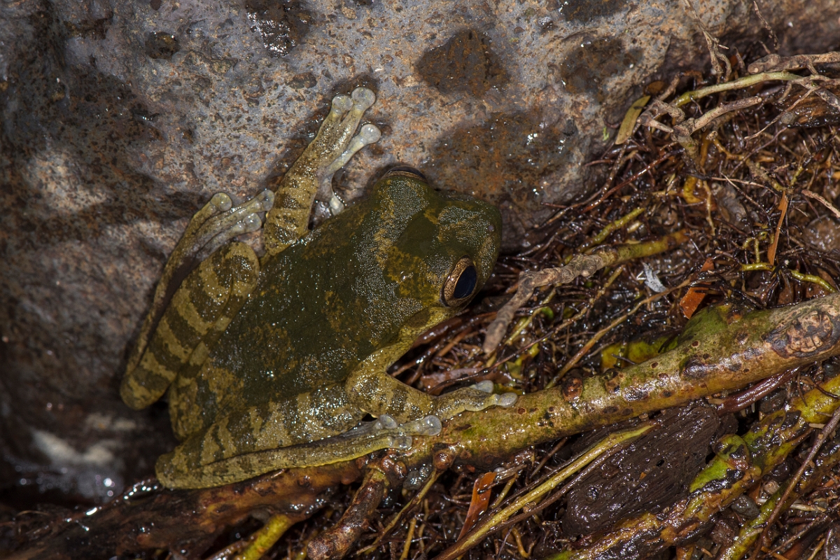 DPPhotography - Costa rica - Smilisca sordida - A.jpg - Drab tree frog, Smilisca sordida - La Qunita de Sarapiqui, Costa Rica