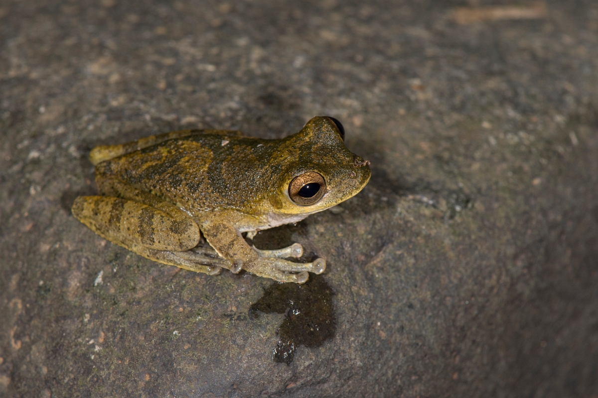 DPPhotography - Costa rica - Smilisca sordida - C.jpg - Drab tree frog, Smilisca sordida - La Qunita de Sarapiqui, Costa Rica