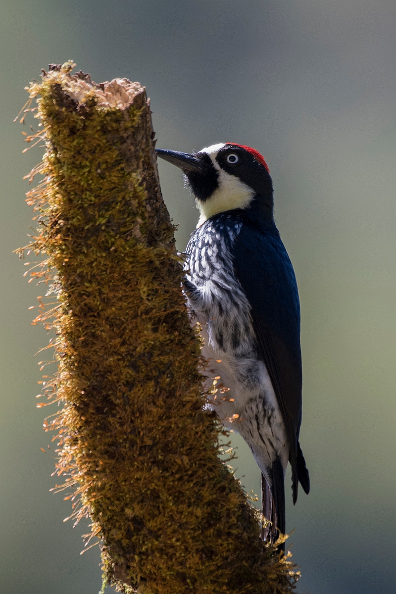 DPPhotography - Costa rica - Acorn woodpecker - C.jpg - Acorn woodpecker -San Gerardo de Dota, Costa Rica