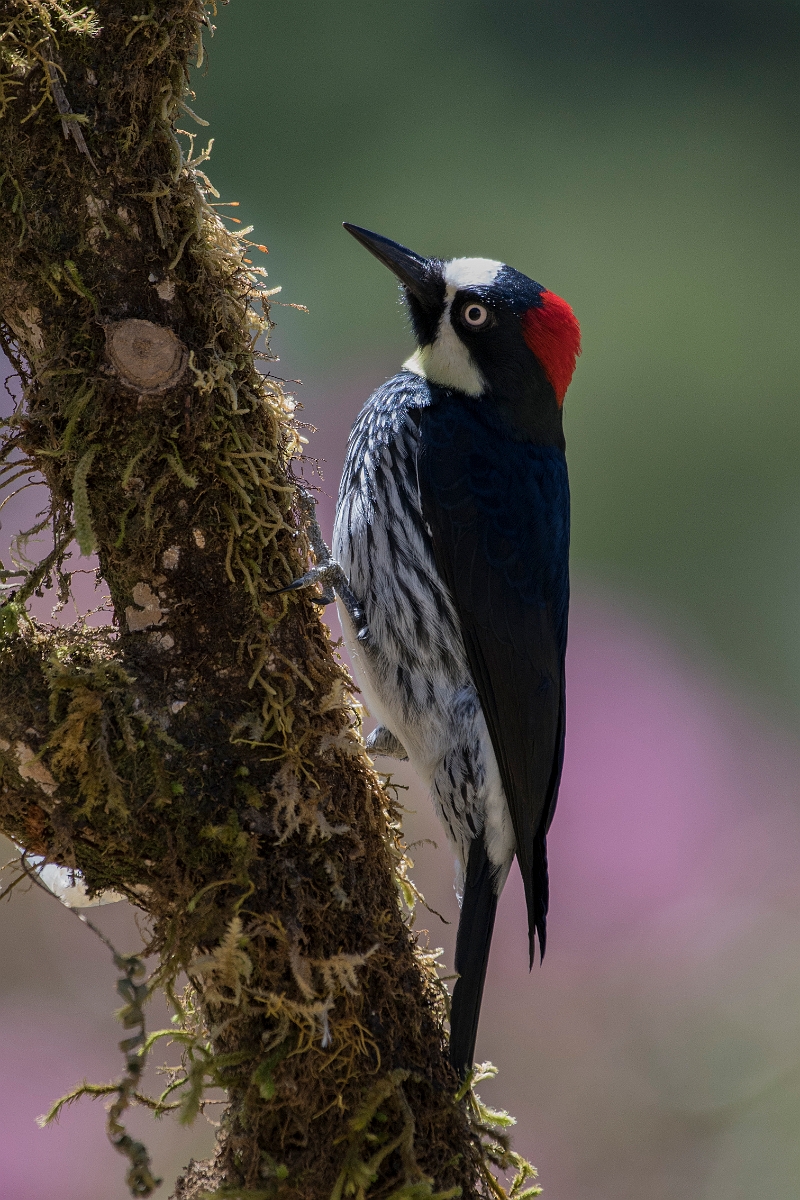 DPPhotography - Costa rica - Acorn woodpecker - D.jpg - Acorn woodpecker -San Gerardo de Dota, Costa Rica
