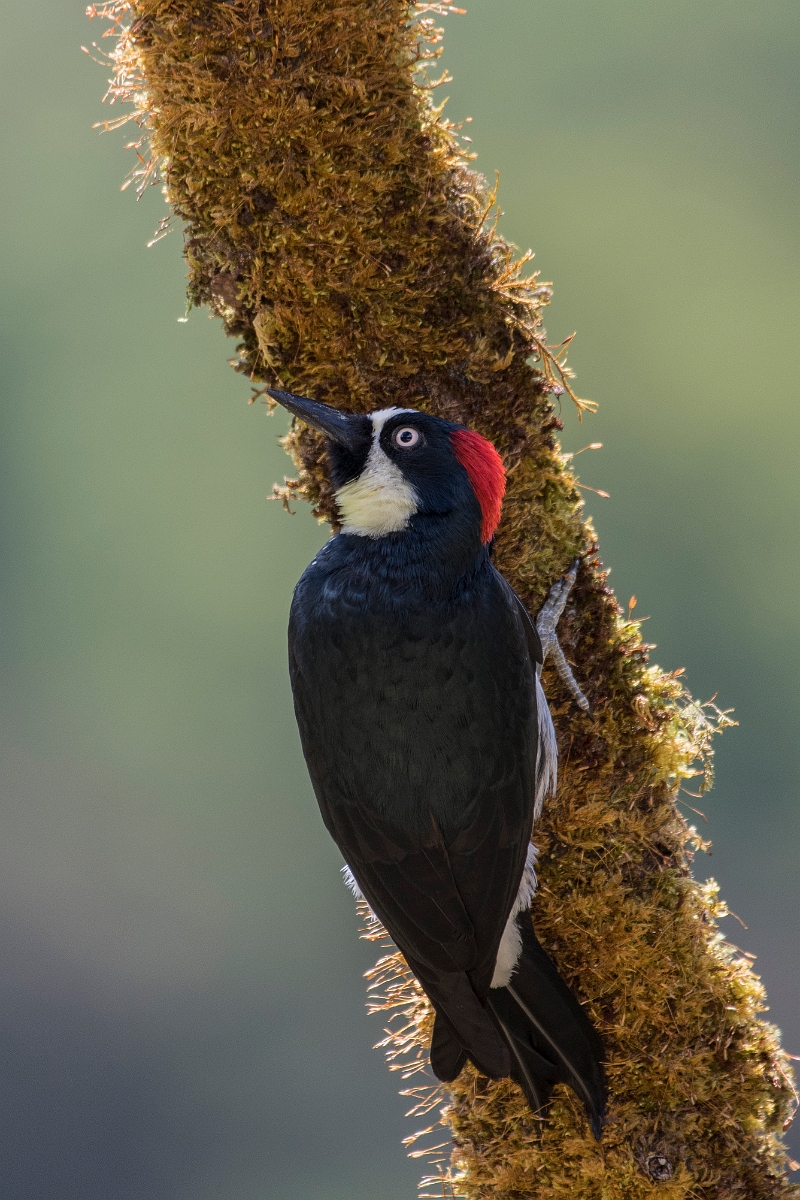 DPPhotography - Costa rica - Acorn woodpecker - H.jpg - Acorn woodpecker -San Gerardo de Dota, Costa Rica