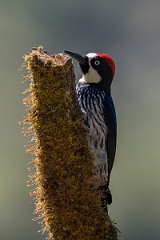DPPhotography - Costa rica - Acorn woodpecker - B