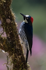 DPPhotography - Costa rica - Acorn woodpecker - D