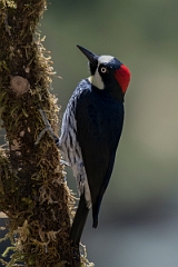 DPPhotography - Costa rica - Acorn woodpecker - E