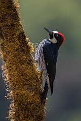DPPhotography - Costa rica - Acorn woodpecker - F