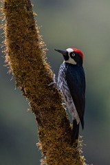 DPPhotography - Costa rica - Acorn woodpecker - G