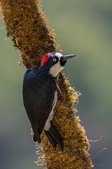 DPPhotography - Costa rica - Acorn woodpecker - I