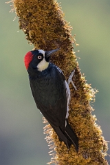 DPPhotography - Costa rica - Acorn woodpecker - J