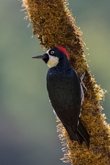 DPPhotography - Costa rica - Acorn woodpecker - K