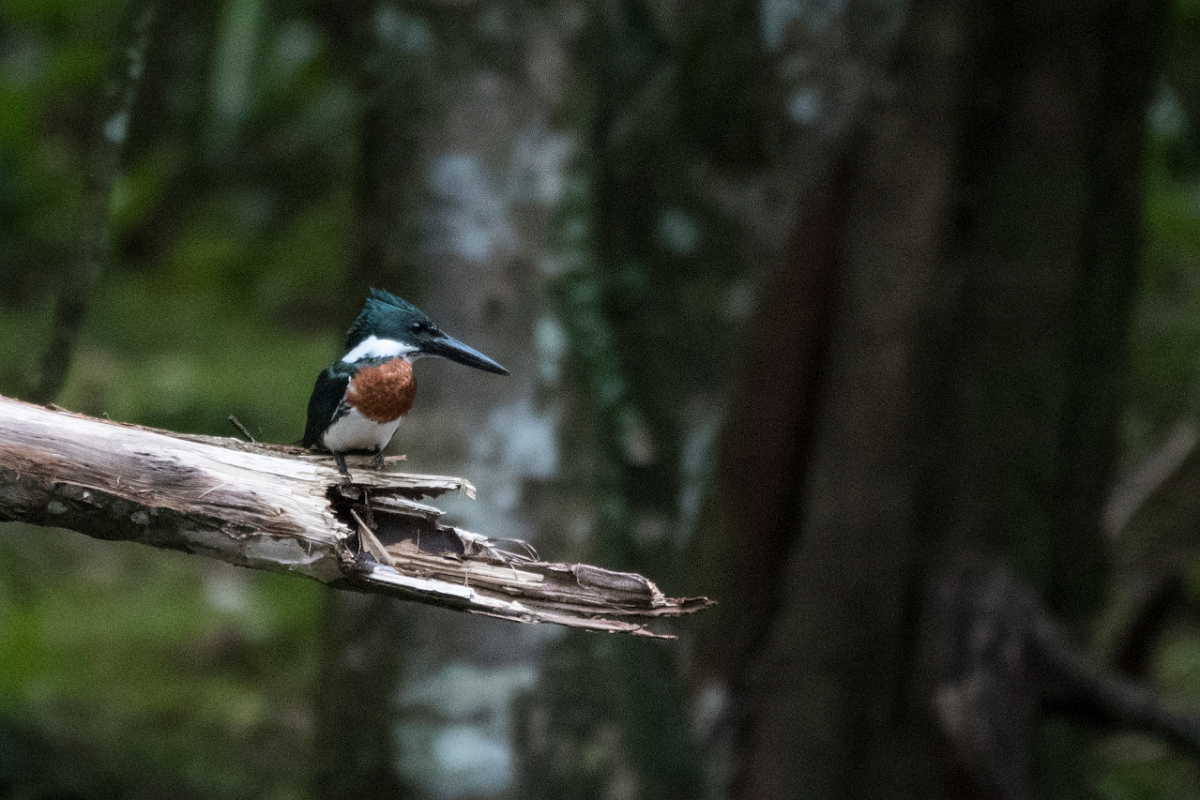 DPPhotography - Costa rica - Amazon kingfisher - A.jpg - Amazon kingfisher - La Qunita de Sarapiqui, Costa Rica