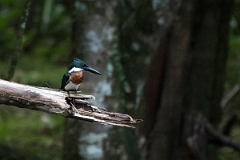 DPPhotography - Costa rica - Amazon kingfisher - A
