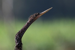 DPPhotography - Costa rica - Anhinga - A